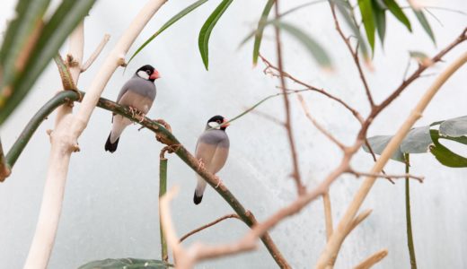 先住鳥の桜文鳥