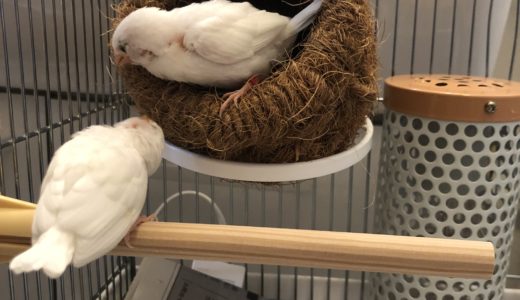 仲良し鳥　その３