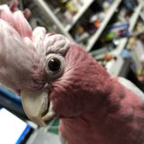 モモイロインコのモモちゃん