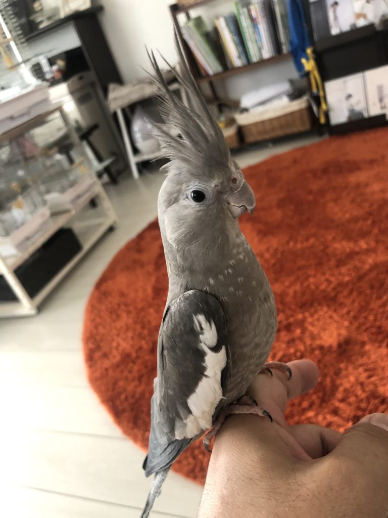 オカメインコのメイちゃん