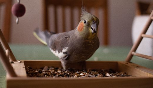 仲良し鳥　その２