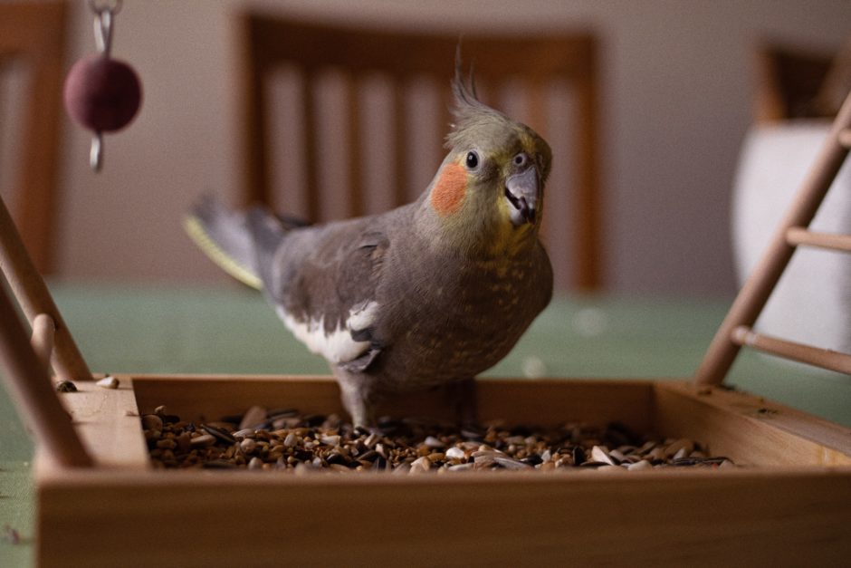 オカメインコ