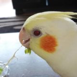 THEオカメインコ