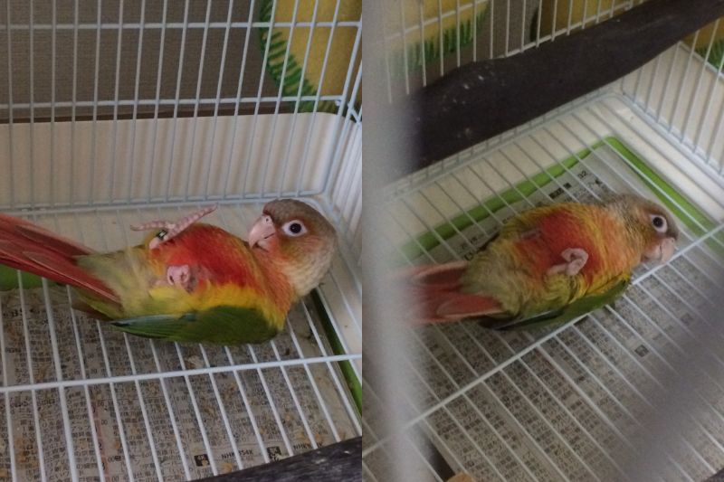 仰向けのウロコインコその２