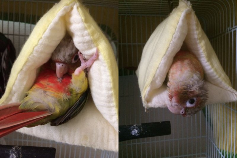 仰向けのウロコインコ