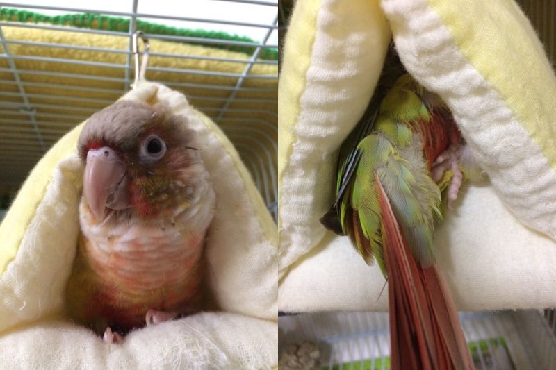 パイナップルウロコインコ