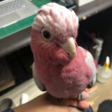 モモイロインコ