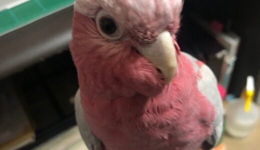 モモイロインコをお迎えしよう！　検討編