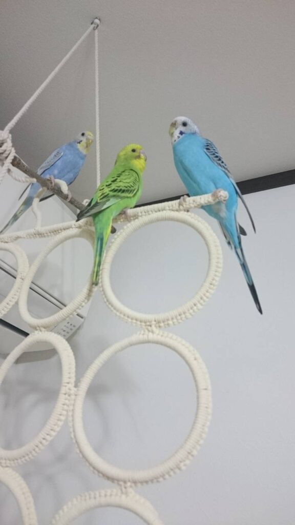 セキセイインコとIKEAのリング