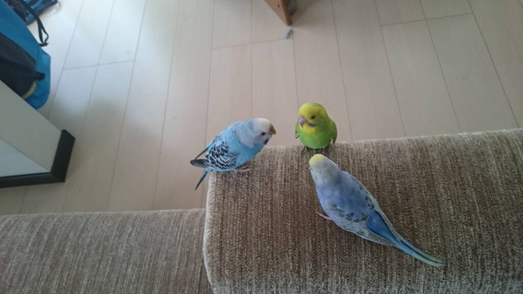 セキセイインコの会議