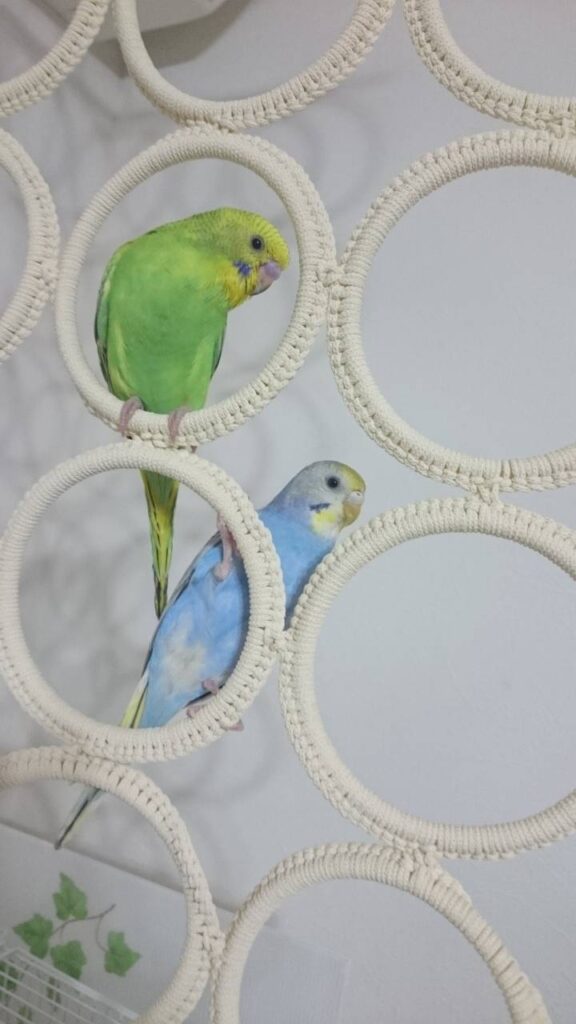 IKEAのリングで遊ぶセキセイインコ