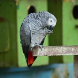 鳥友の小鳥　天下の台所編