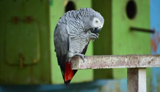 鳥友の小鳥　天下の台所編