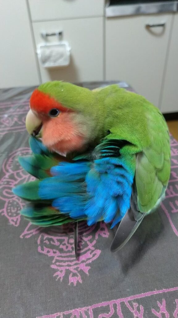 コザクラインコ