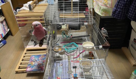 モモイロインコをお迎えしよう！　準備編